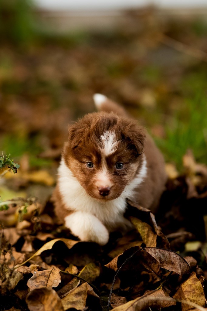 Solar Spectrum - Chiot disponible  - Berger Australien