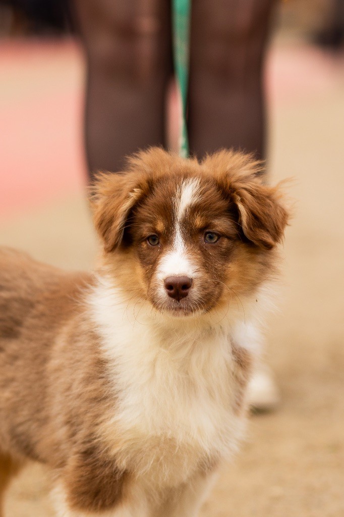 chiot Berger Australien Solar Spectrum