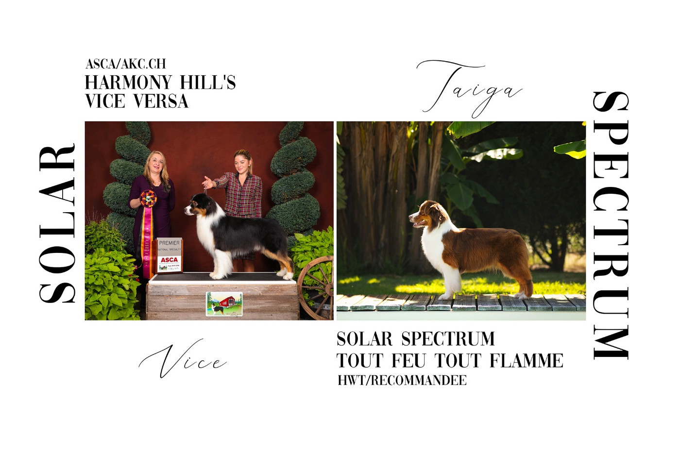 Chiot Berger Australien Solar Spectrum