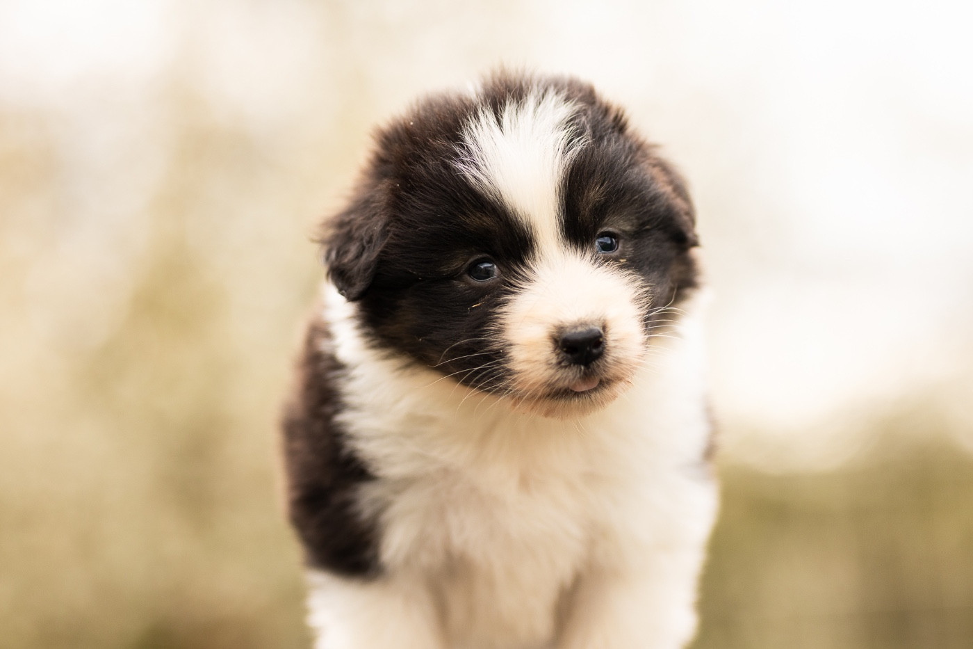 Solar Spectrum - Chiots disponibles - Berger Australien