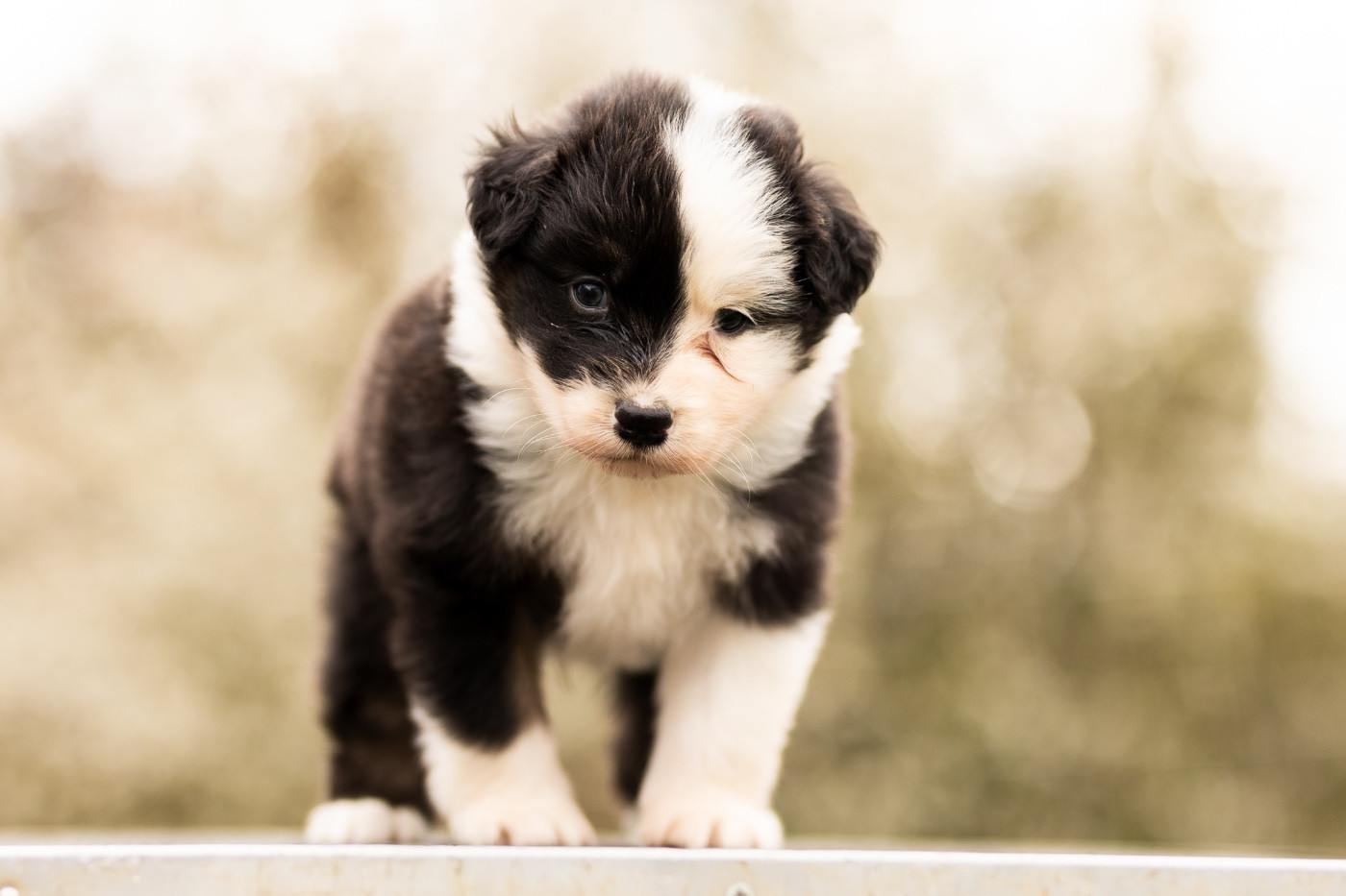 Solar Spectrum - Chiots disponibles - Berger Australien