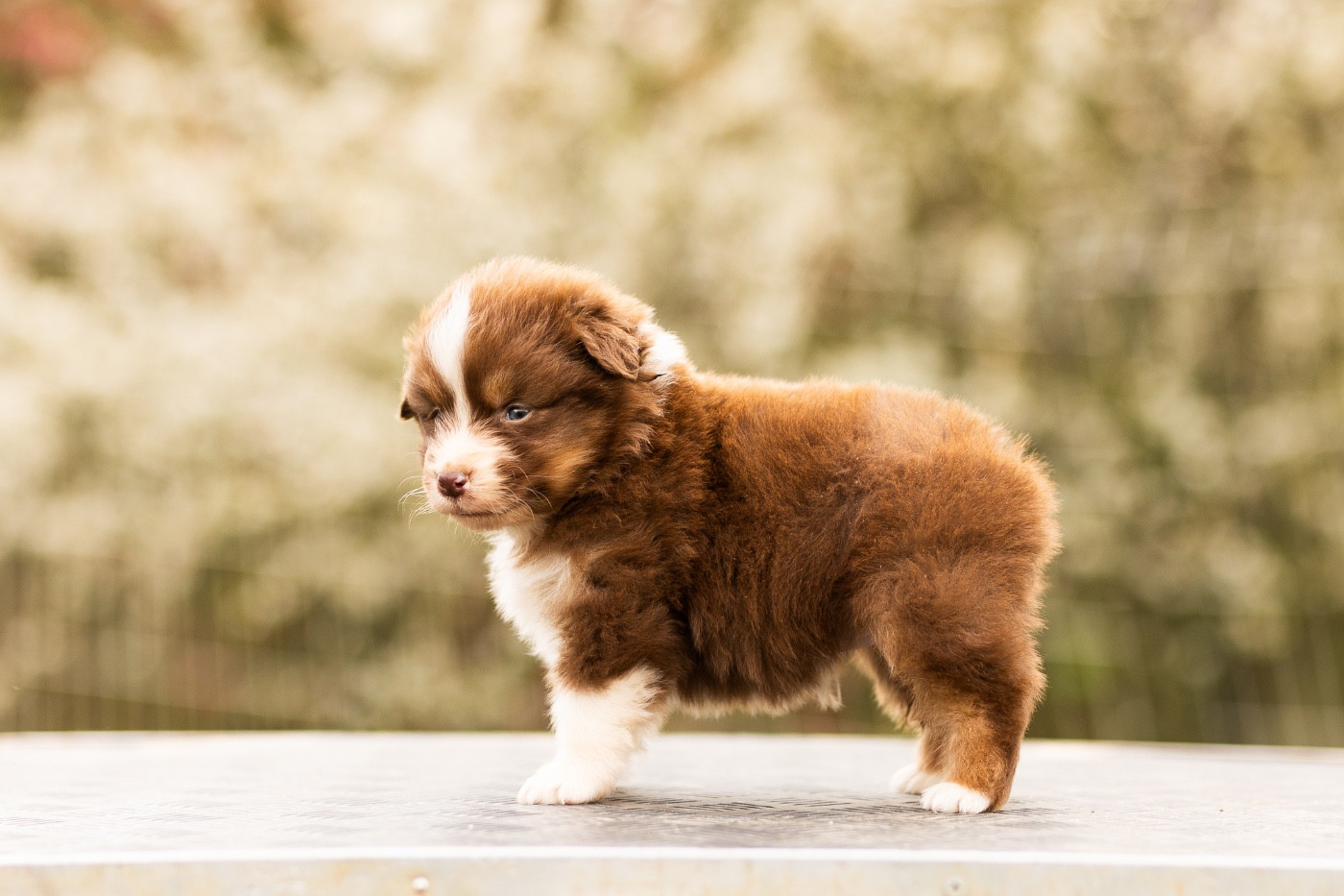 Solar Spectrum - Chiots disponibles - Berger Australien