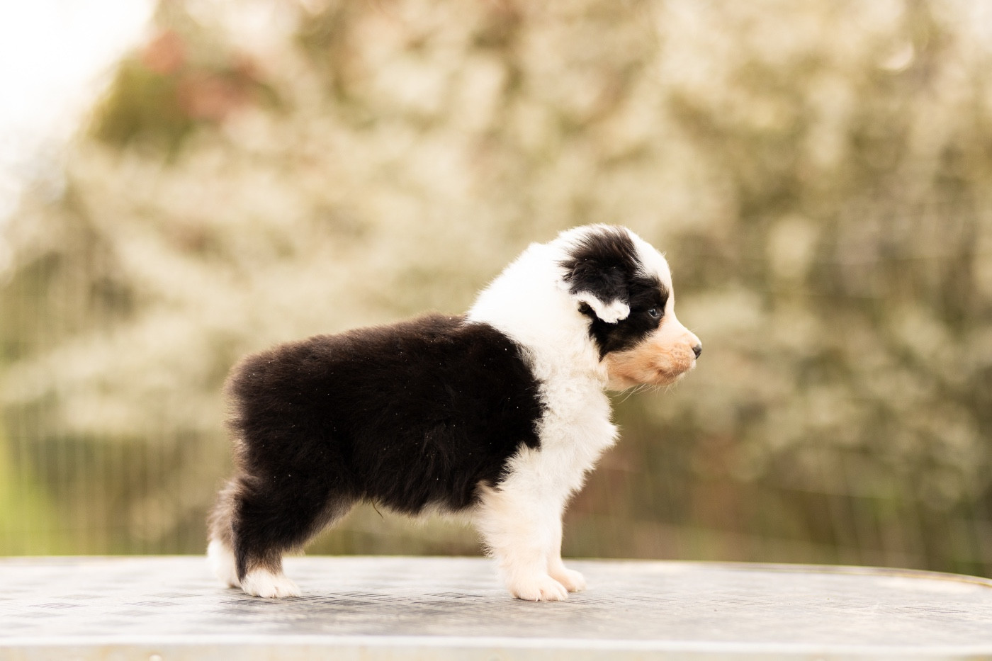 Solar Spectrum - Chiots disponibles - Berger Australien