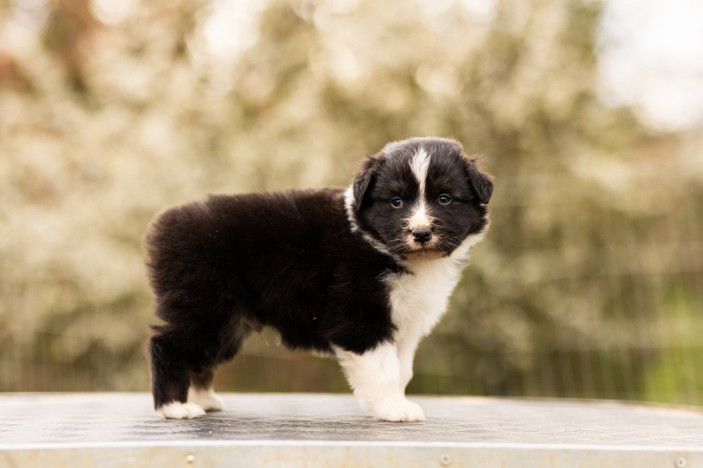 Solar Spectrum - Chiots disponibles - Berger Australien