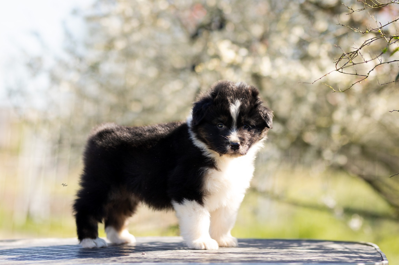 Solar Spectrum - Chiots disponibles - Berger Australien