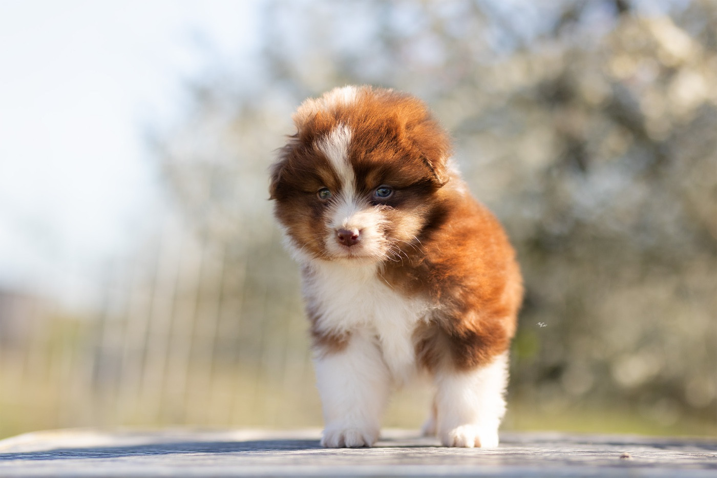 Solar Spectrum - Chiots disponibles - Berger Australien