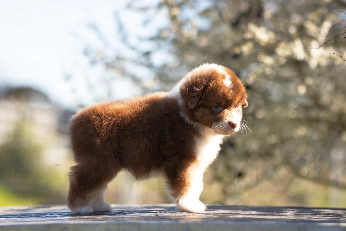 Solar Spectrum - Chiots disponibles - Berger Australien