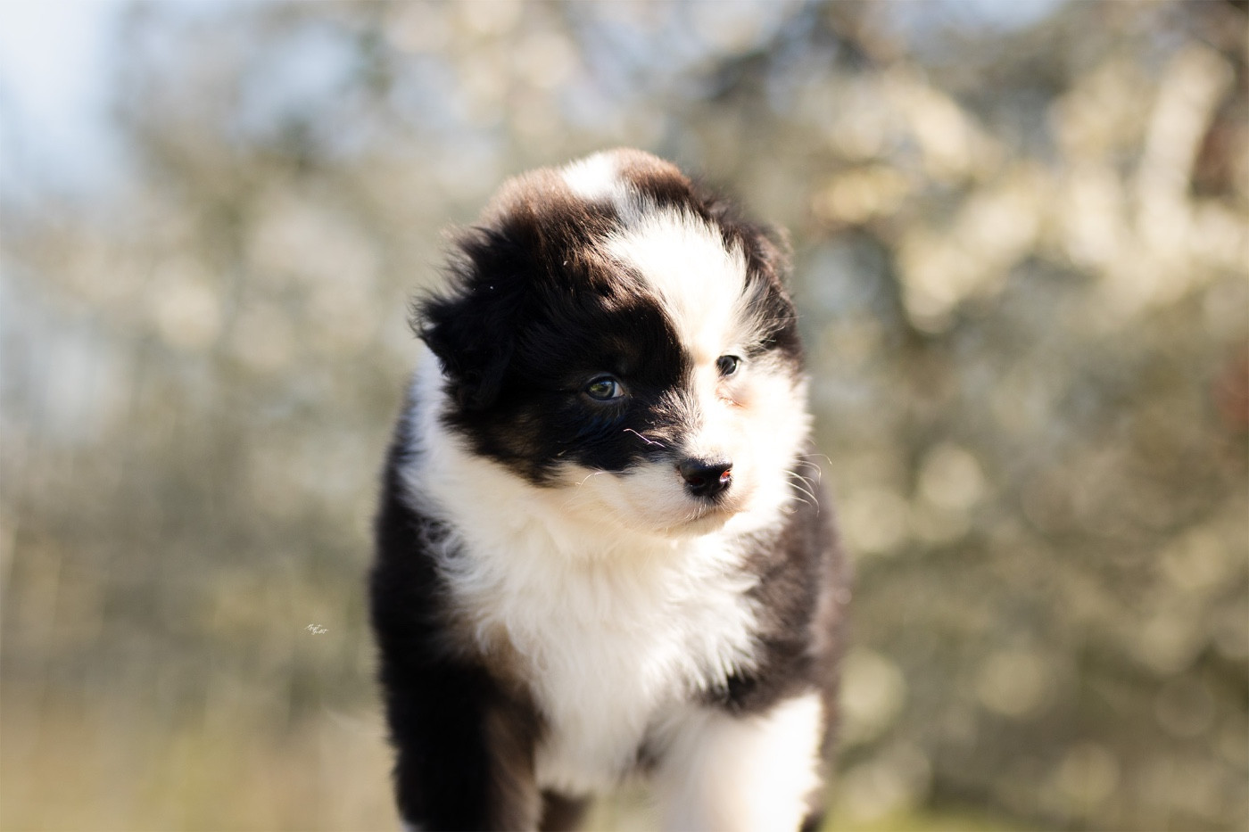 Solar Spectrum - Chiots disponibles - Berger Australien