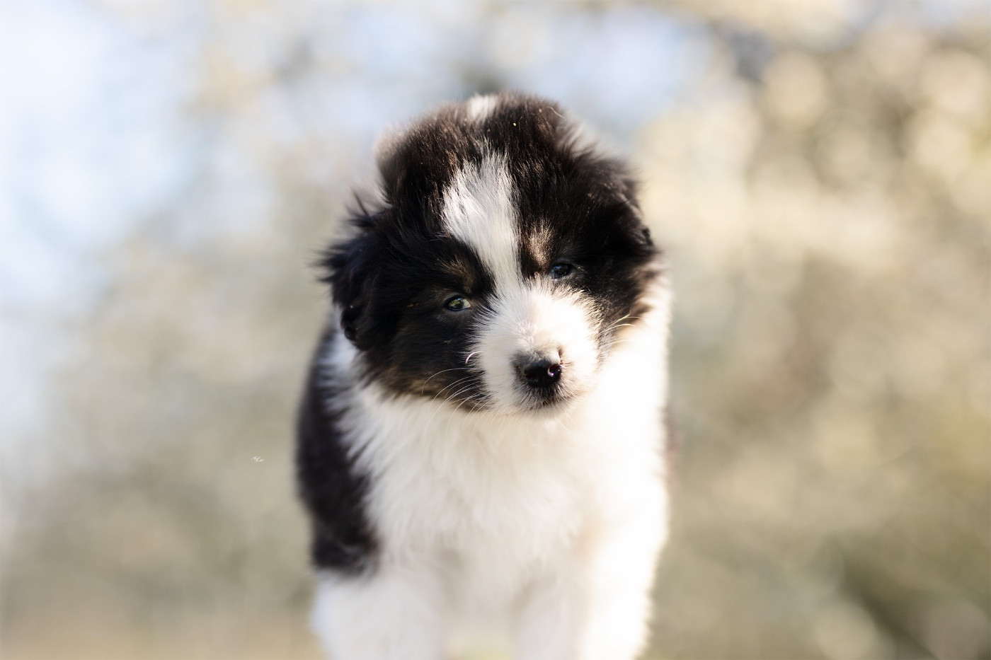 Solar Spectrum - Chiots disponibles - Berger Australien