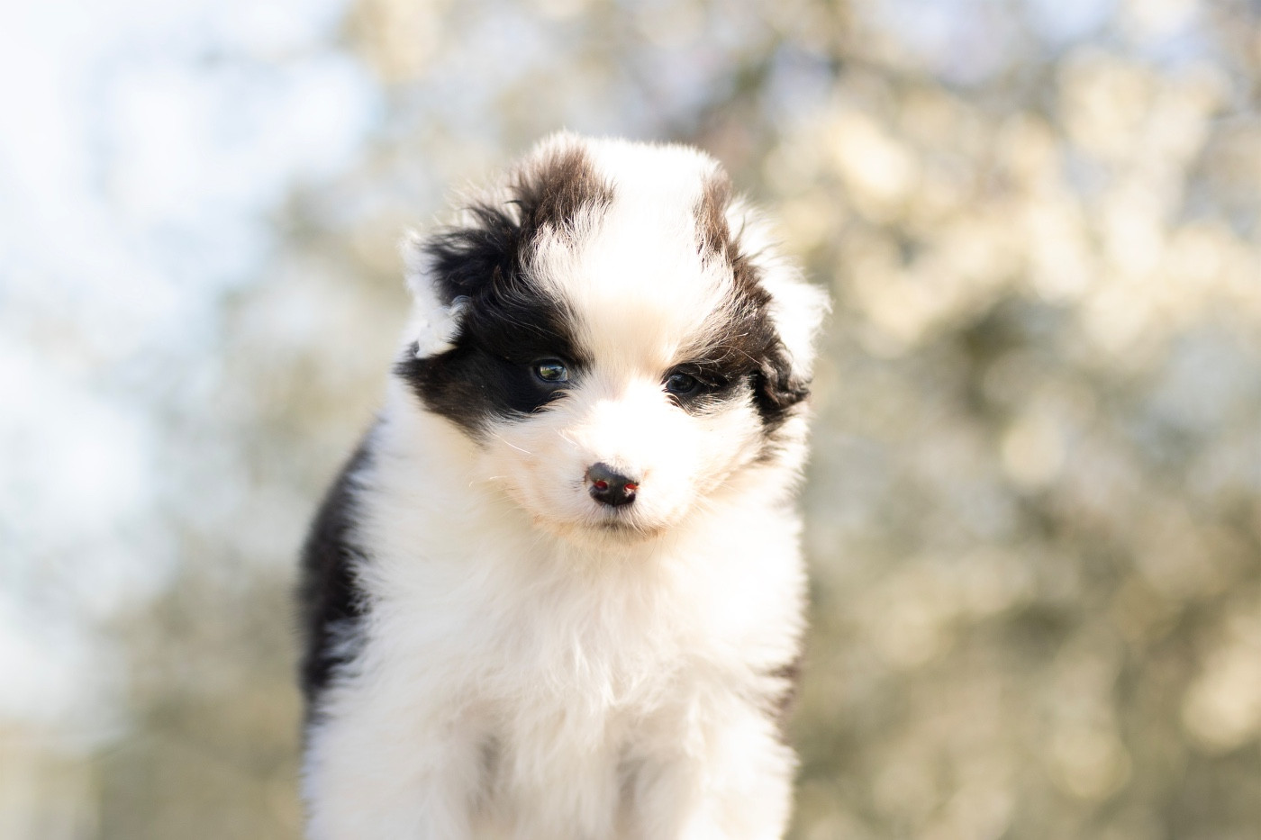 Solar Spectrum - Chiots disponibles - Berger Australien