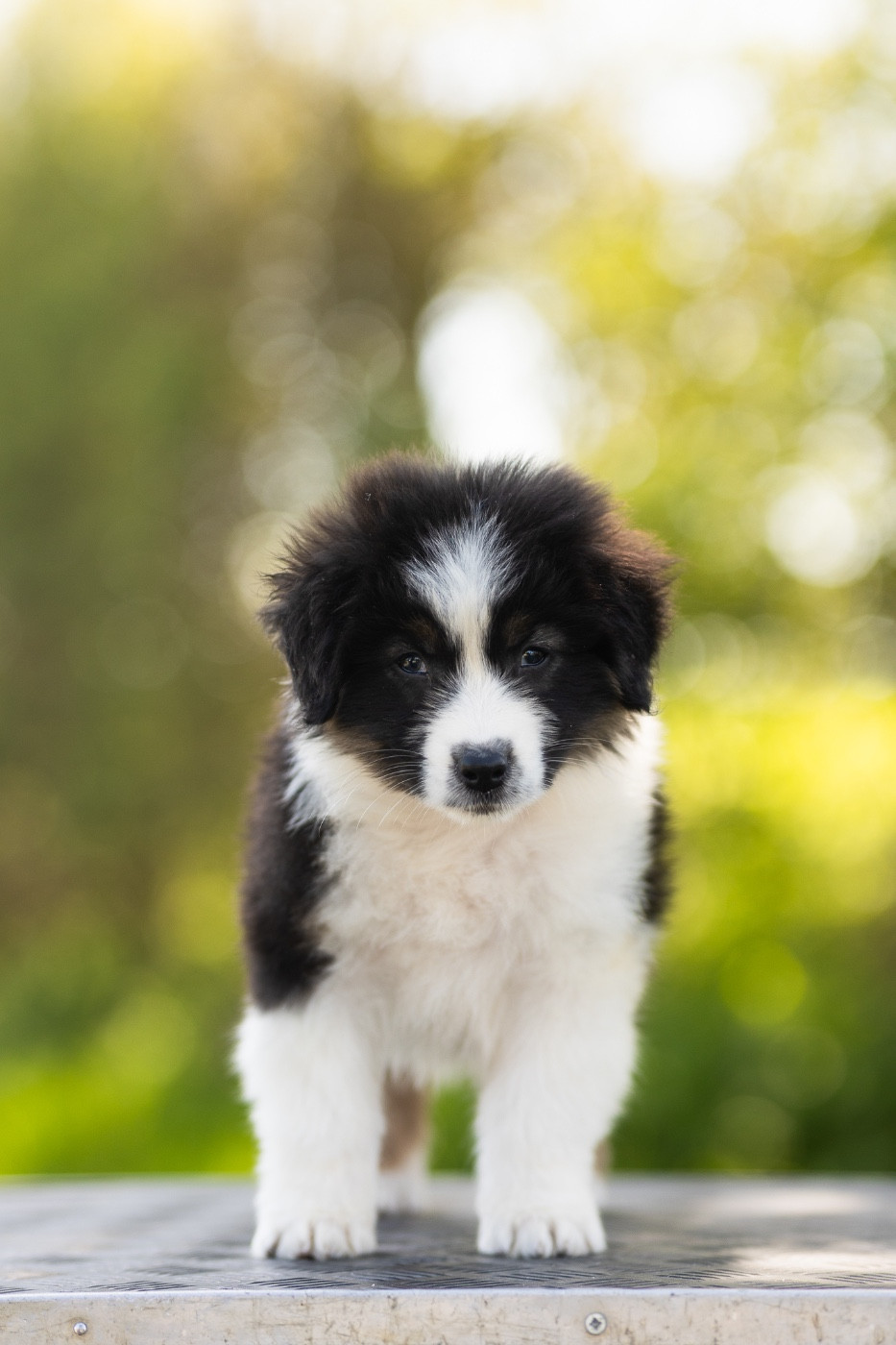 Solar Spectrum - Chiots disponibles - Berger Australien