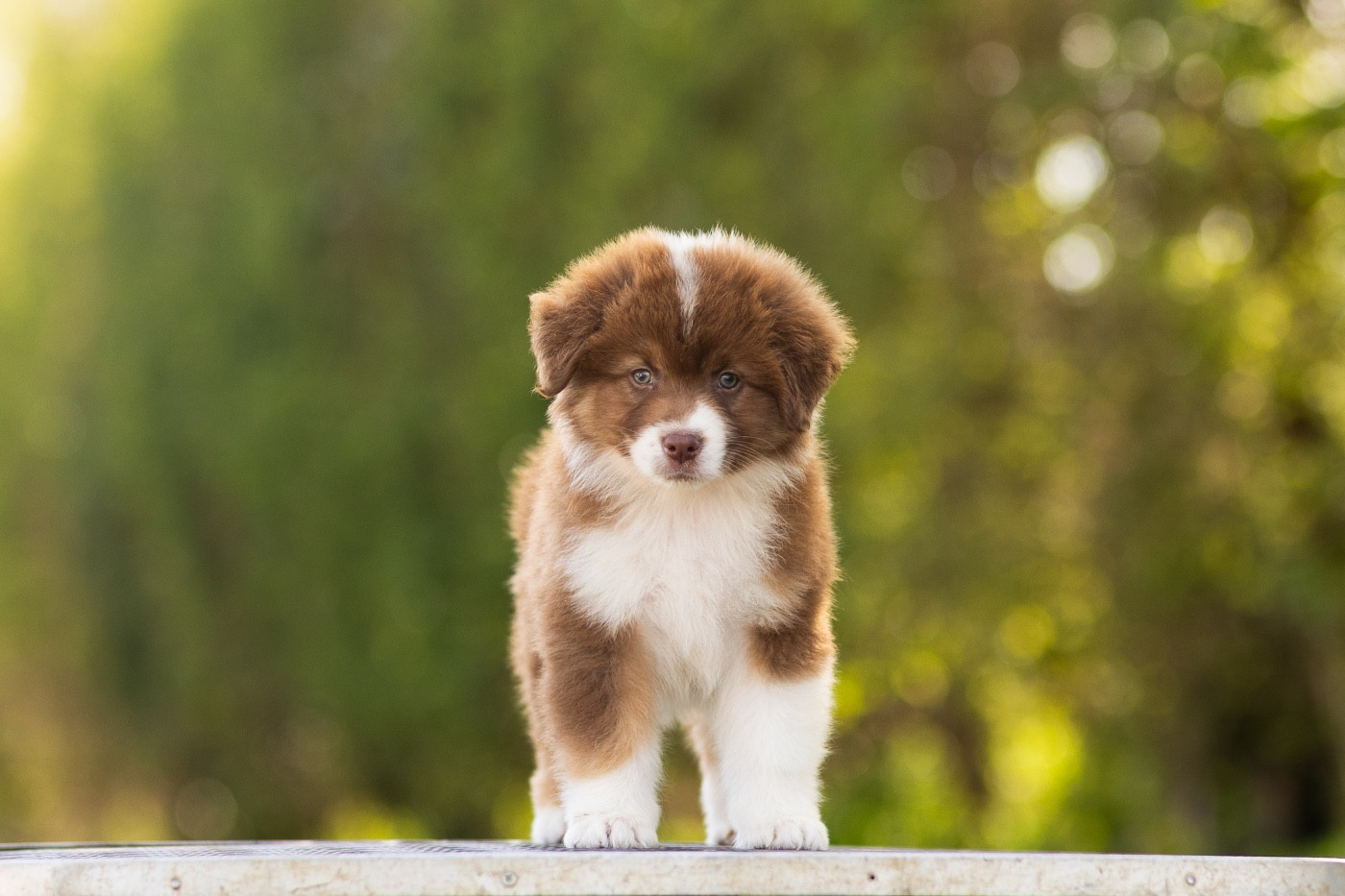 Solar Spectrum - Chiots disponibles - Berger Australien