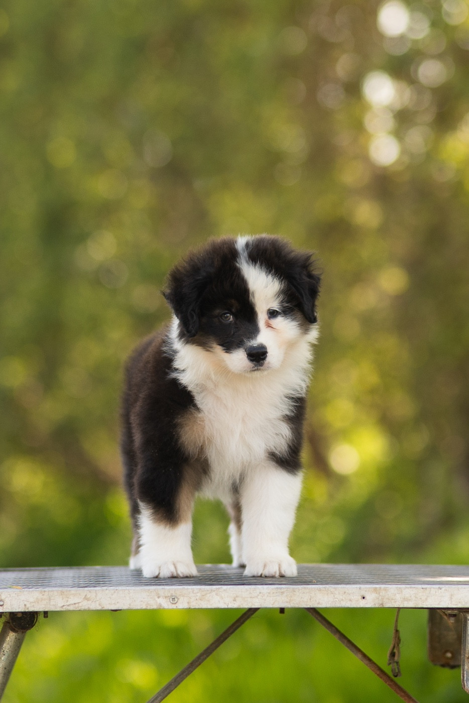 Solar Spectrum - Chiots disponibles - Berger Australien