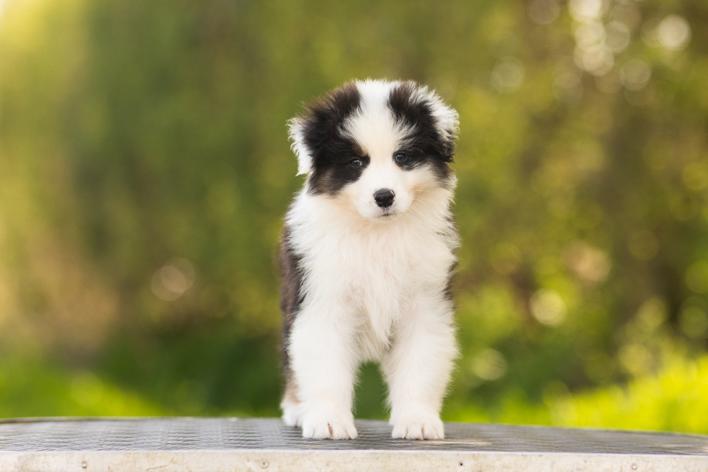 Solar Spectrum - Chiots disponibles - Berger Australien