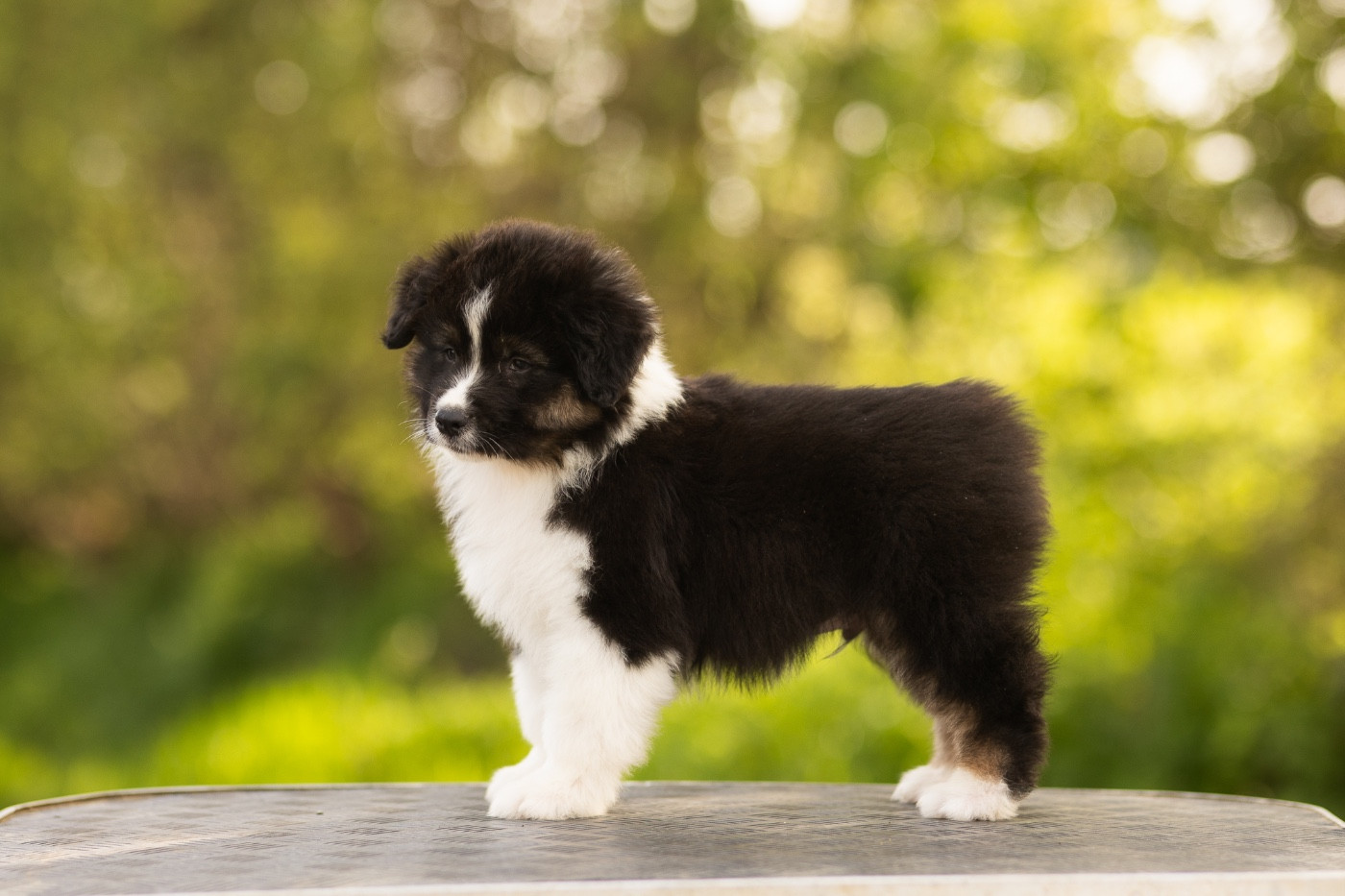 Solar Spectrum - Chiots disponibles - Berger Australien