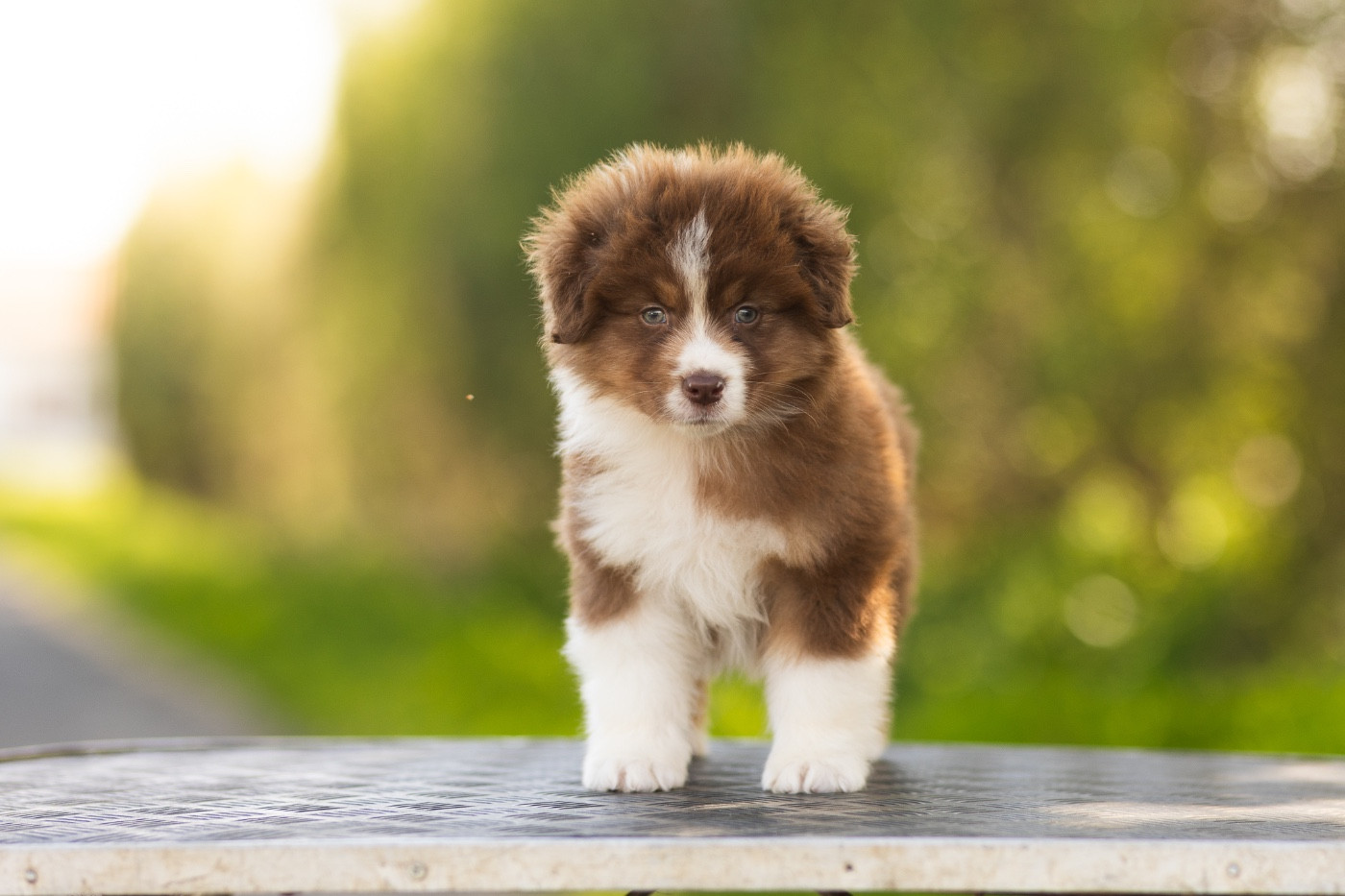 Solar Spectrum - Chiots disponibles - Berger Australien