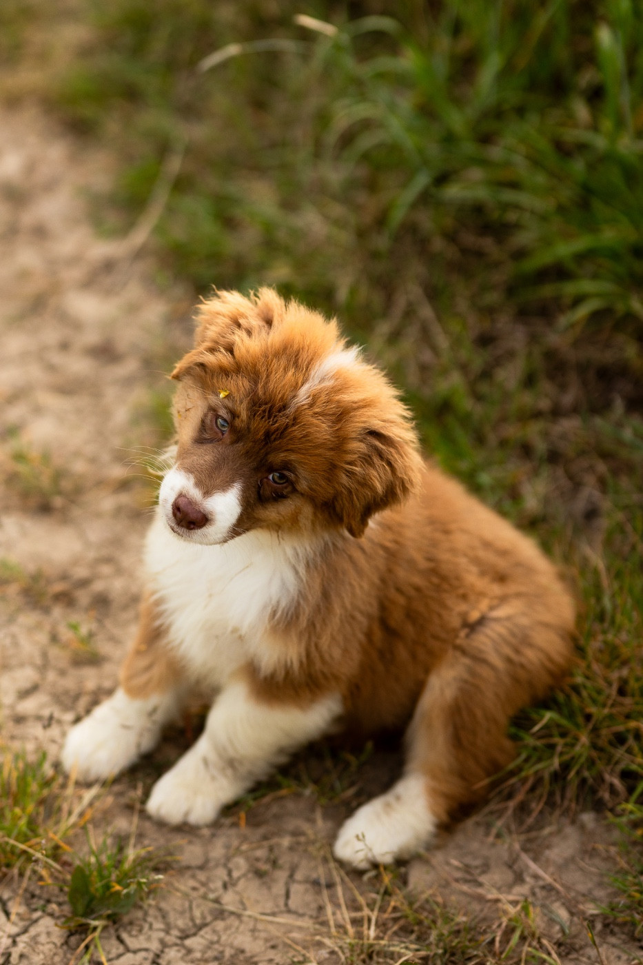 Solar Spectrum - Chiots disponibles - Berger Australien