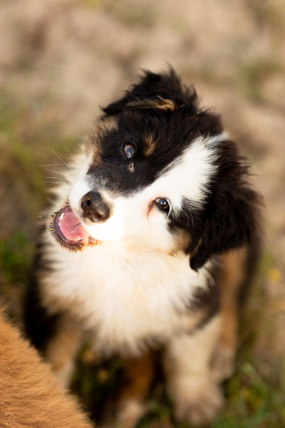 Solar Spectrum - Chiots disponibles - Berger Australien