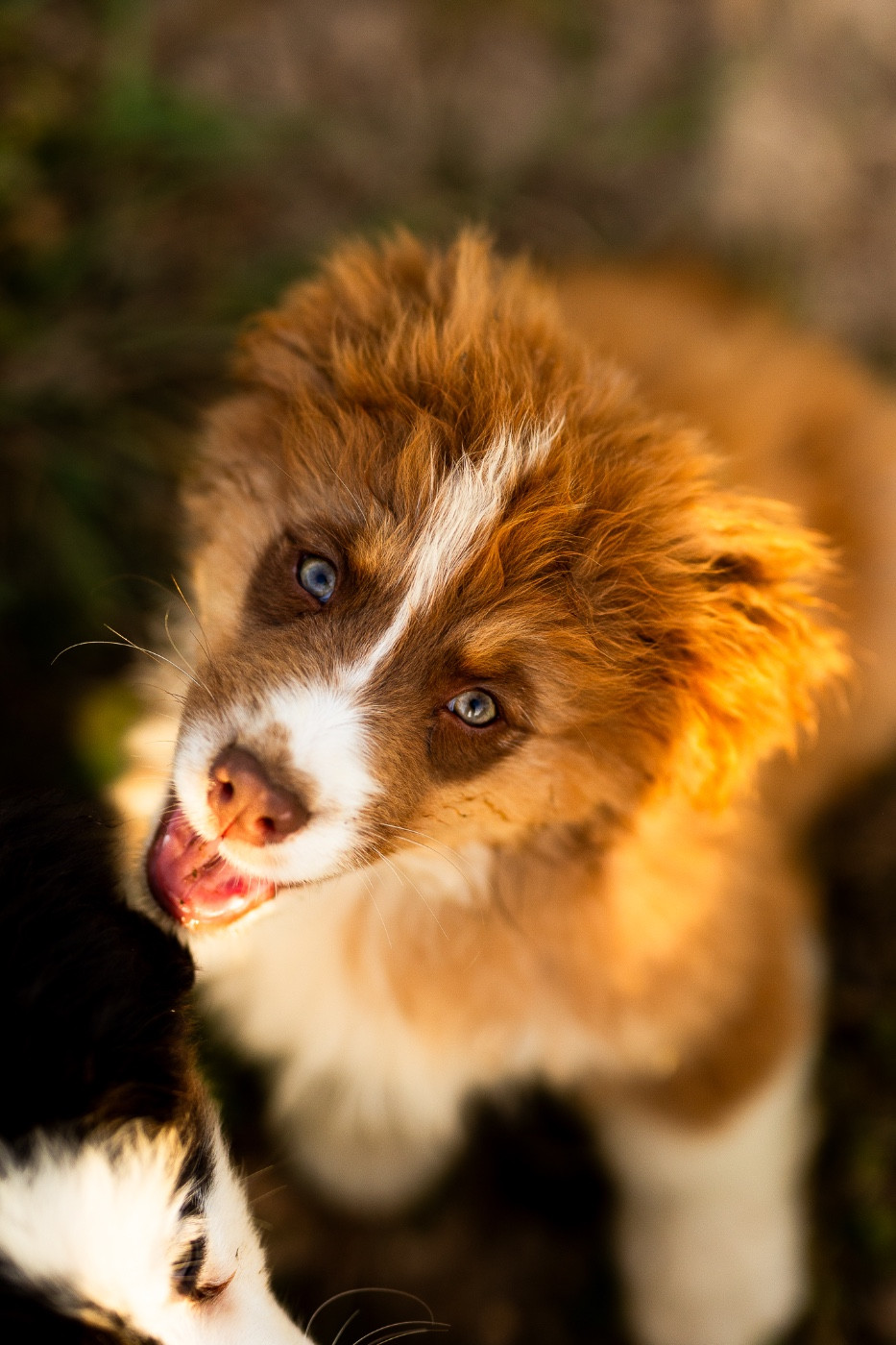 Solar Spectrum - Chiots disponibles - Berger Australien